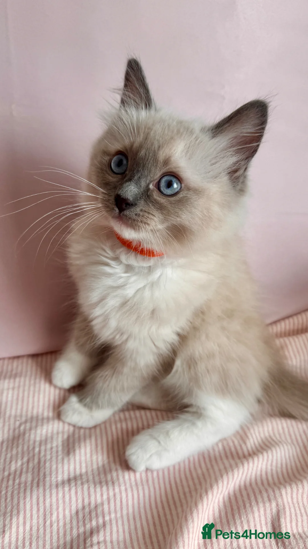 Ragdoll cats for sale: Beautiful Blue Point Mitted Ragdoll Boy - Advert 1