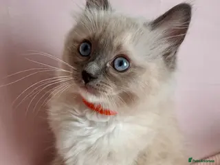 Ragdoll cats Beautiful Blue Point Mitted Ragdoll Boy - Advert 17