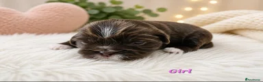 Shih Tzu Puppy 4