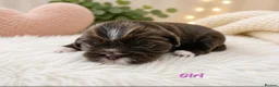 Shih Tzu dogs for sale: Chocolate Shih Tzu Puppies Ready June - Advert 8