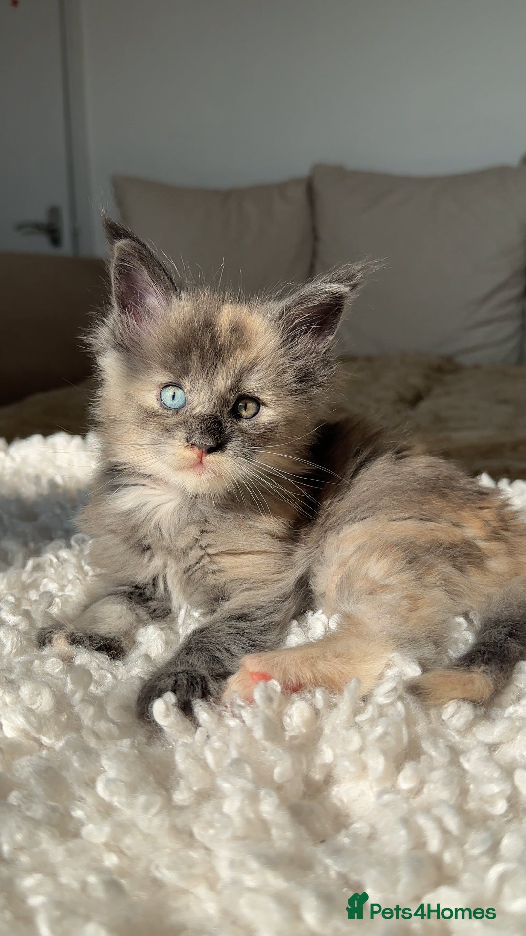 Maine Coon cats Stunning champion blue eyes Maine coon kitems in Oxted - Advert 6