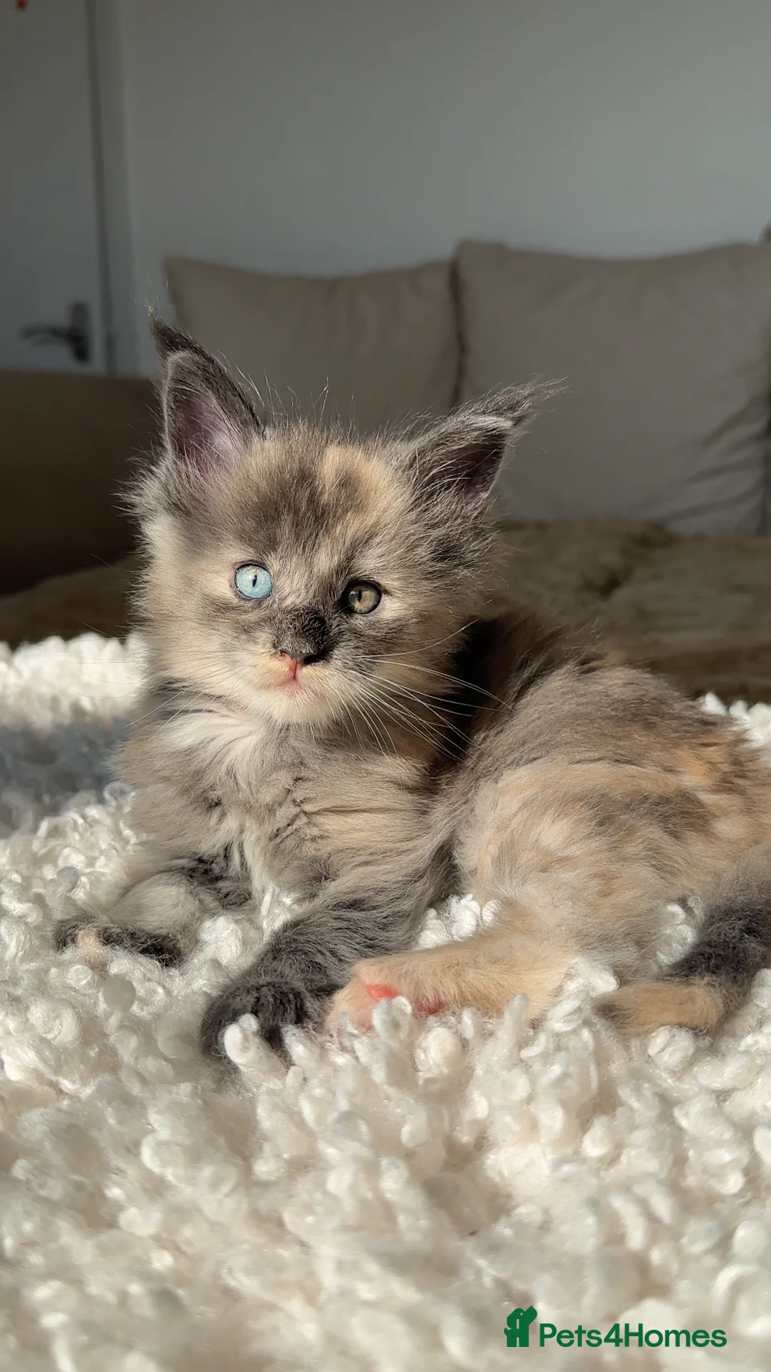Maine Coon cats for sale: Stunning champion blue eyes Maine coon kitems - Advert 1