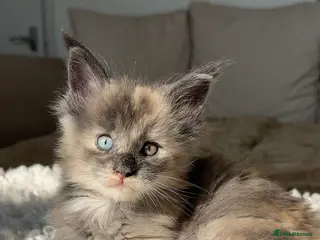 Maine Coon cats Stunning champion blue eyes Maine coon kitems in Oxted - Advert 1