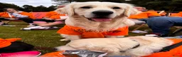 Golden Retriever dogs for sale: Beautiful Golden Retriever Puppies Expected June in Newark - Advert 3