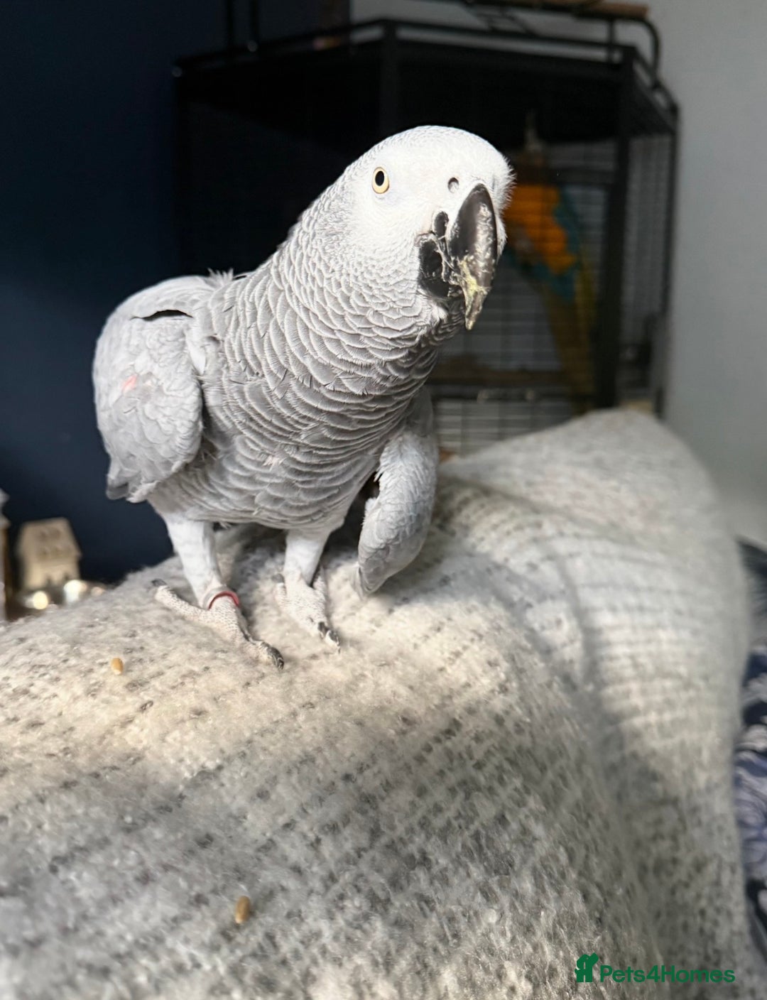 Parrots birds for sale: Male African Grey Parrot 5 year old  - Advert 7