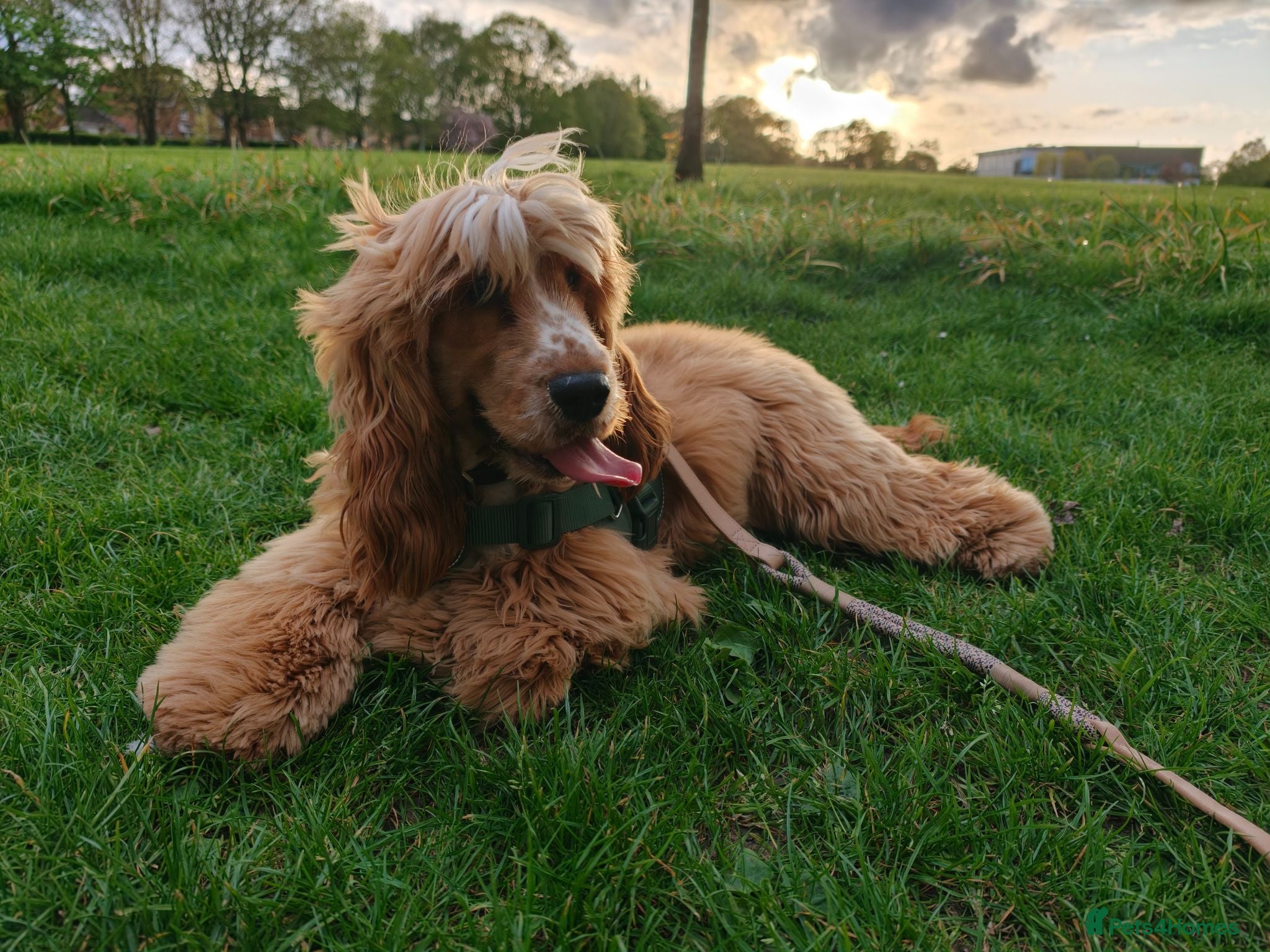 Cocker Spaniel dogs  Cooper English spaniel  - Advert 2