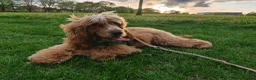 Cocker Spaniel dogs for stud:  Cooper English spaniel  - Advert 1