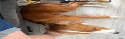 Cocker Spaniel dogs for sale: 2 year old cocker spaniel  - Advert 2