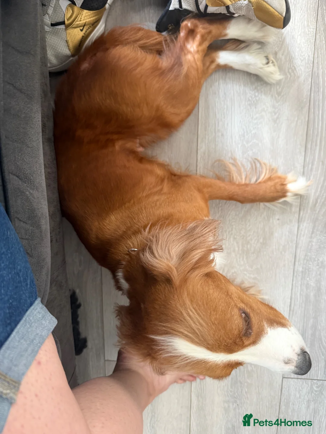 Cocker Spaniel dogs for sale: 2 year old cocker spaniel  - Advert 2