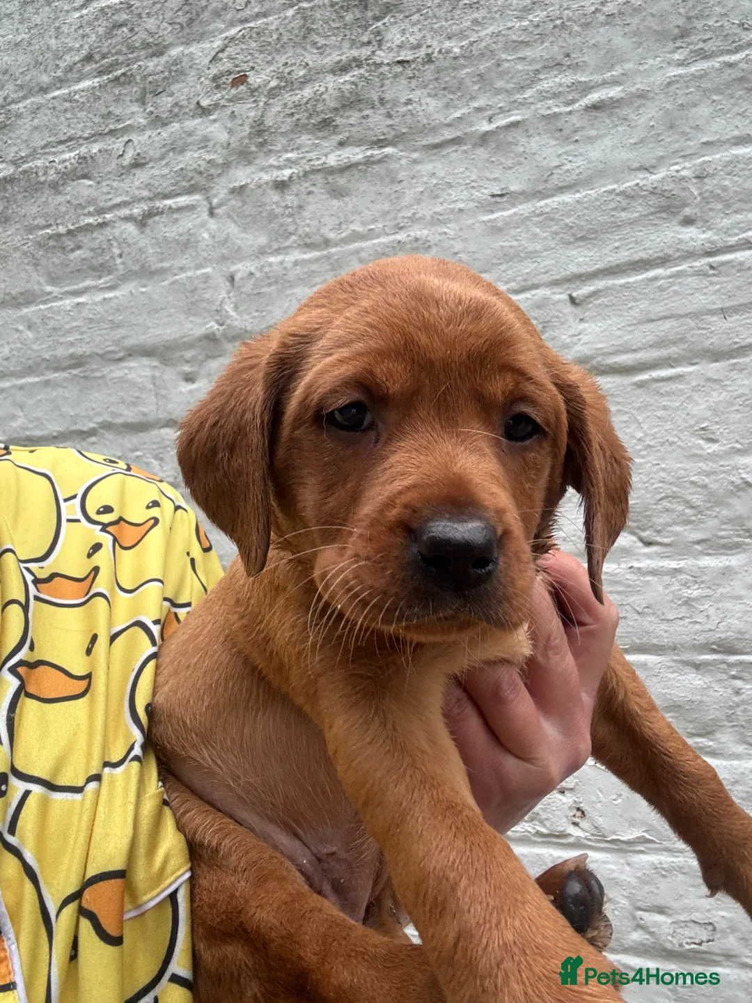 Labrador Retriever dogs for sale: FiOx red Labradors  - Advert 1