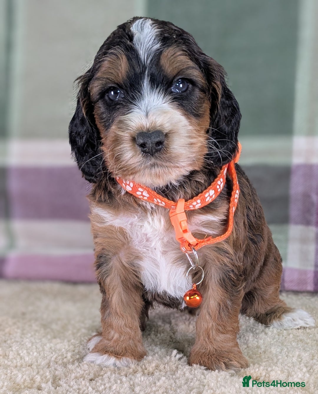 Cockapoo dogs for sale: F1 Cockapoo your Next Furry Family Member Awaits!  - Advert 10