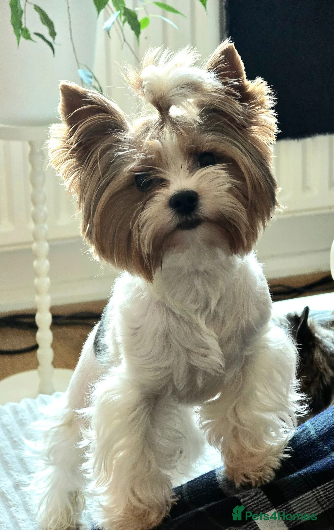 Biewer Terrier dogs for stud: Purebred Biewer Terrier with pedigree for stud   - Advert 3