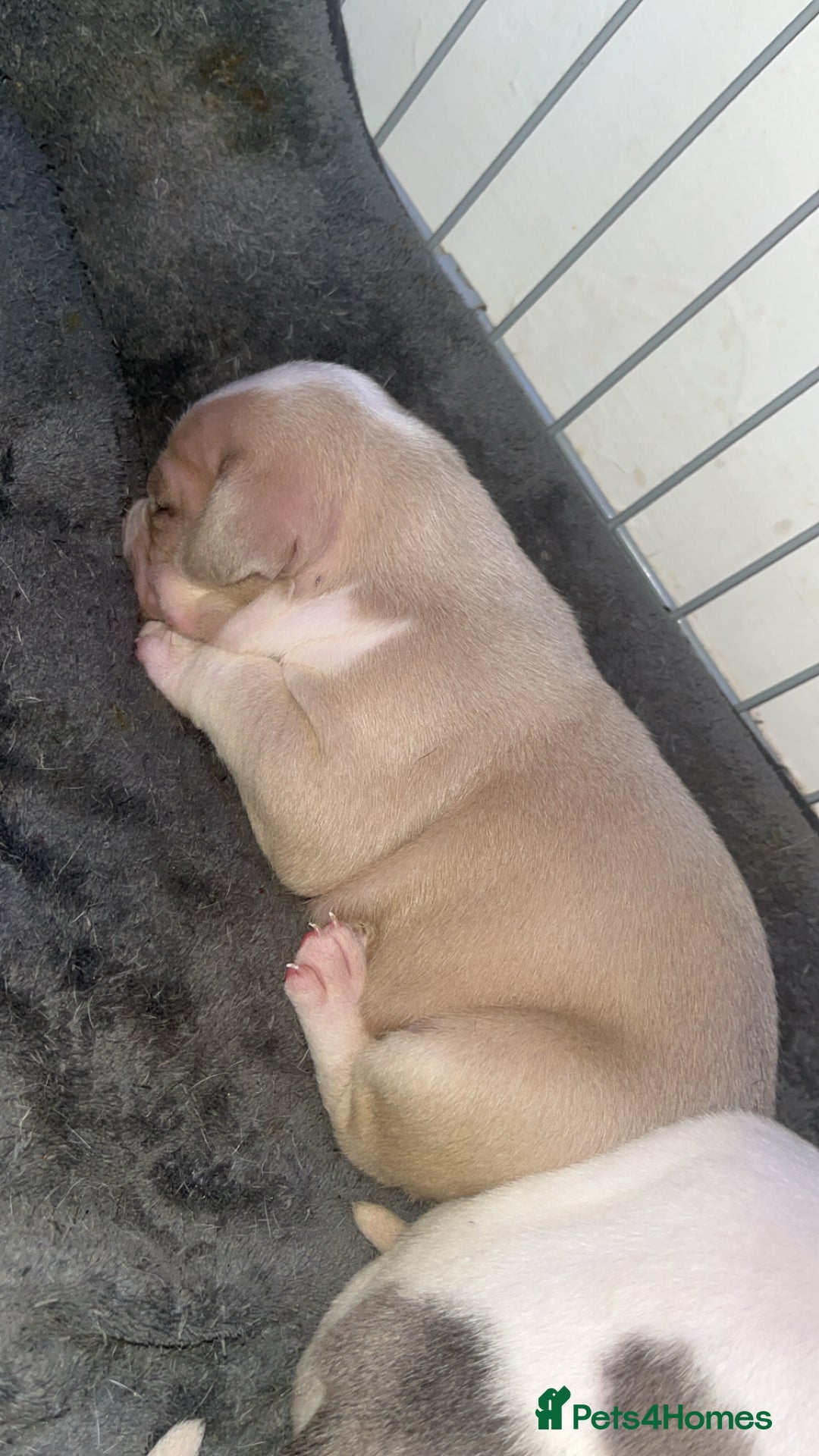 Mixed Breed dogs for sale: 4 beautiful olde English bulldog/ American bulldog - Advert 5