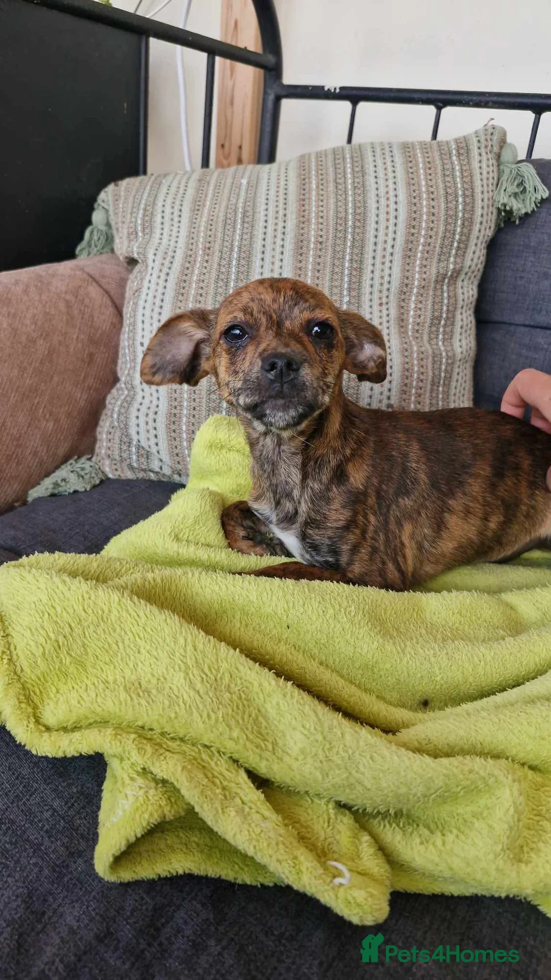 Mixed Breed dogs for adoption: Lily needs a loving home  - Advert 6