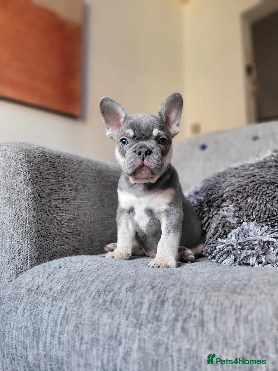 French Bulldog dogs for stud: "THE STIG" LILAC AND TAN PLATINUM FLUFFY CARRIER  in Manchester - Advert 4