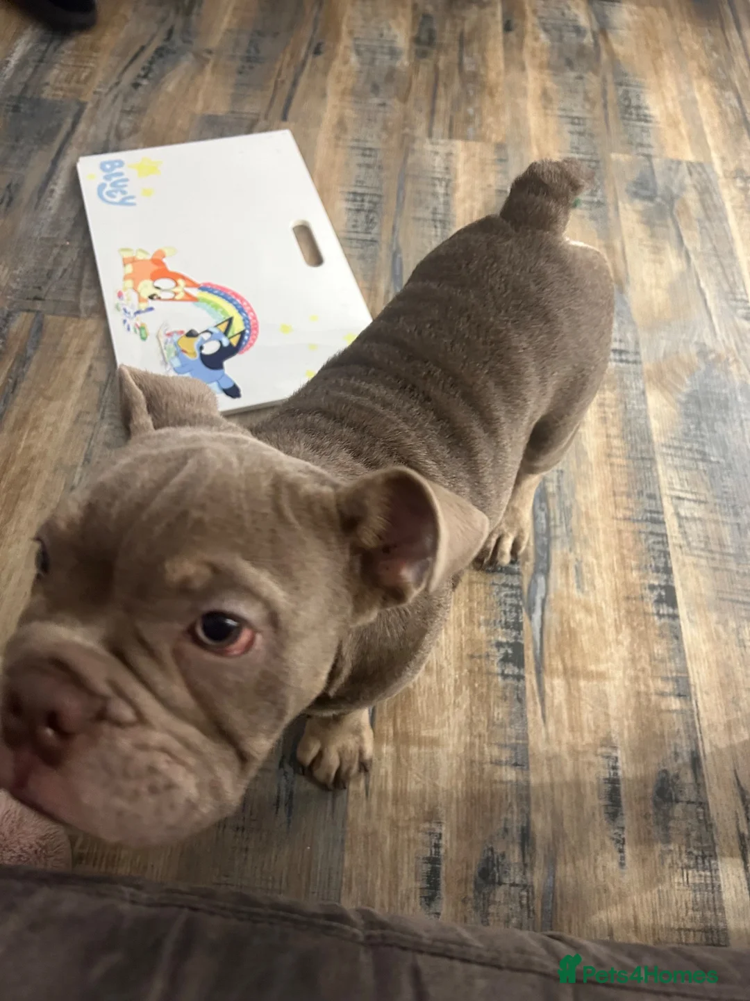 Olde English Bulldogge dogs for sale: Olde English bulldog  - Advert 2