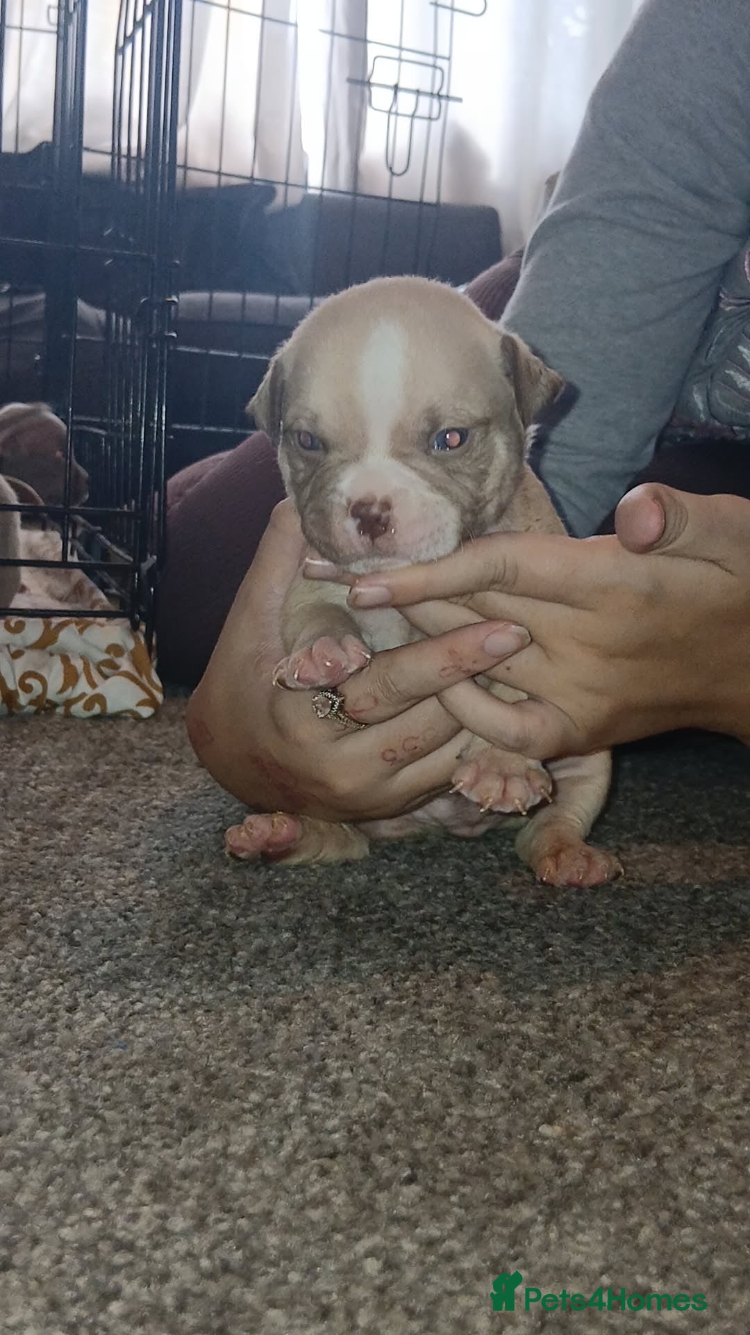 American Bully dogs for sale: Micro Exotic / pocket bully’s  - Image 8