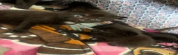 Mixed Breed cats for sale: Kitten litter for sale  in Wirral - Advert 4