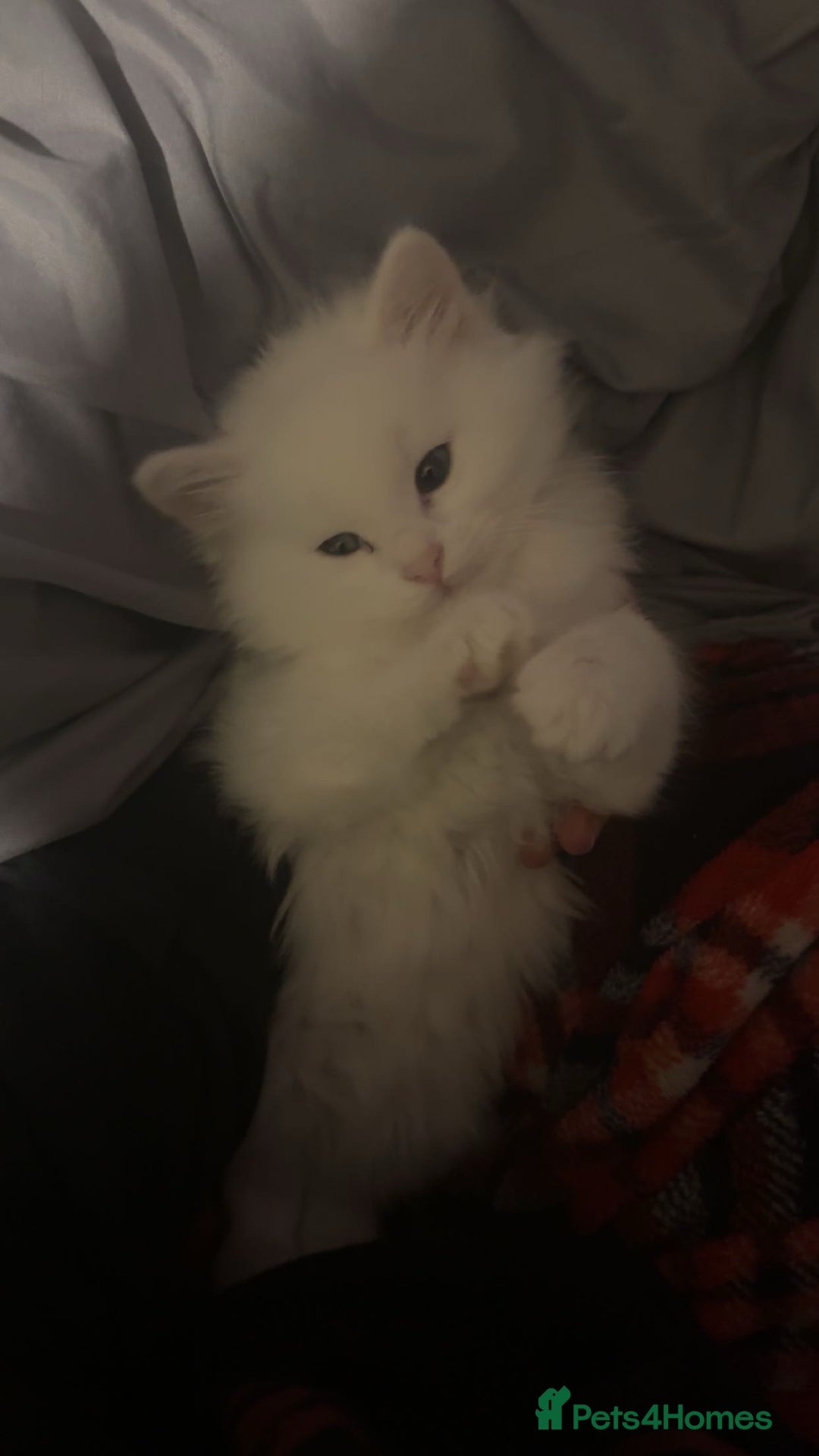Mixed Breed cats for sale: Beautiful white boy for sale (Only One Left) - Advert 5