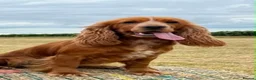 Cocker Spaniel dogs for sale: Show cocker spaniel puppies  - Advert 1