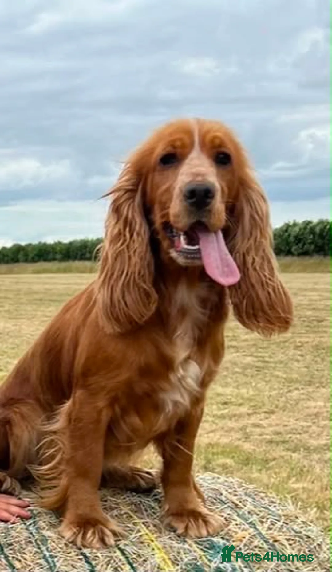 Cocker Spaniel dogs for sale: Show cocker spaniel puppies  - Advert 1