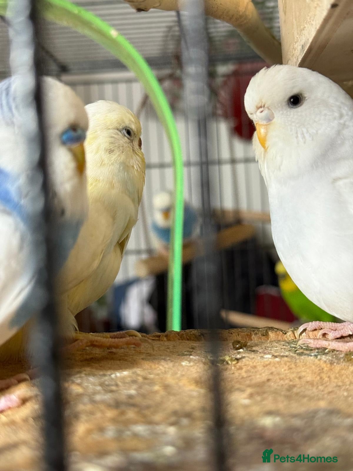Budgerigars birds Budgies  READ DESCRIPTION!!! - Advert 3