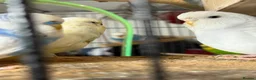 Budgerigars birds for sale: Budgies  READ DESCRIPTION!!! - Advert 1