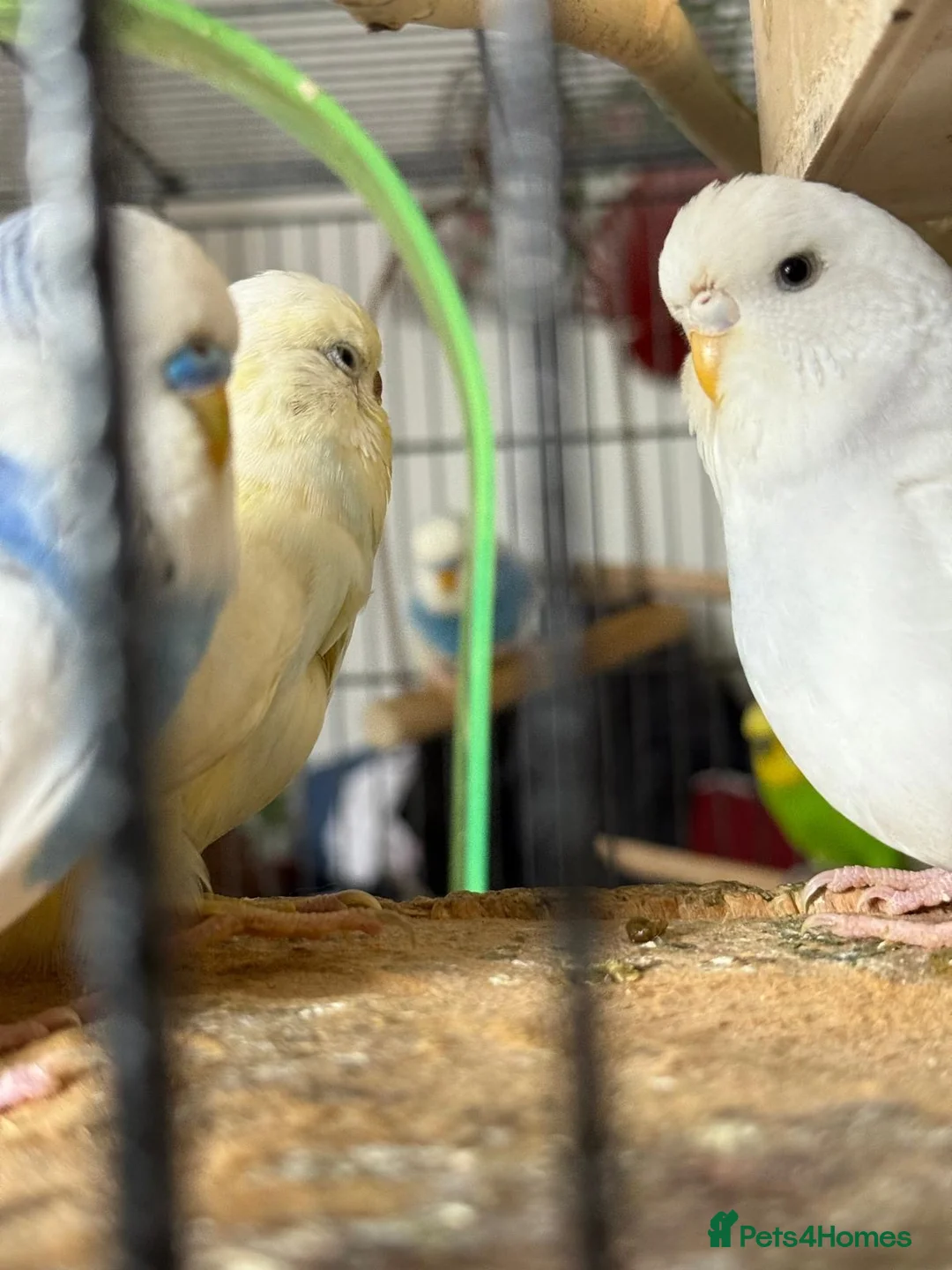 Budgerigars birds for sale: Budgies  READ DESCRIPTION!!! - Advert 1