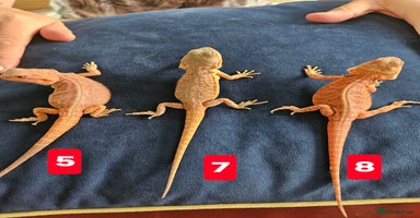Bearded Dragon reptiles - Advert 7