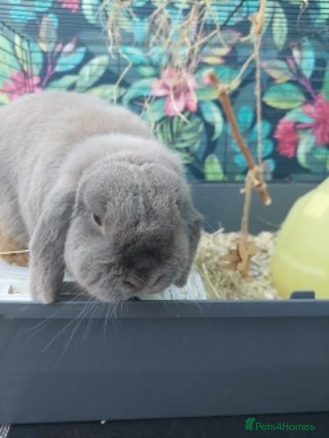 Dwarf Lop rabbits for sale: Adult Dwarf Lop for re homing in Birmingham - Advert 4