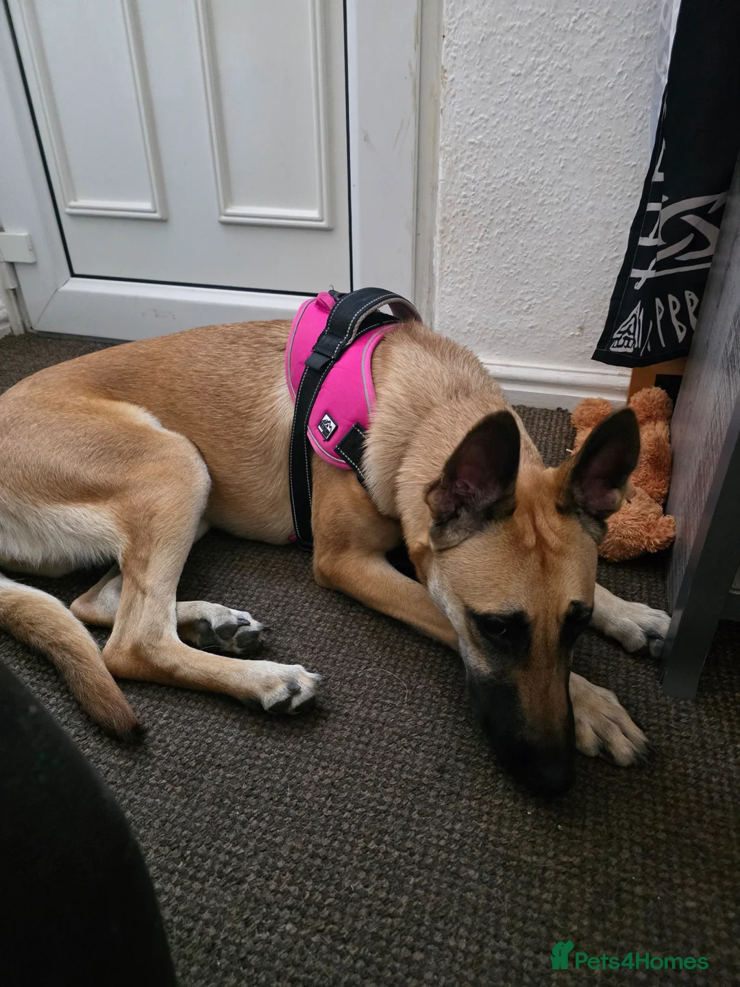 Belgian Shepherd Dog dogs for sale: 8 month old female Belgian Shepherd  in Ilkeston - Advert 2