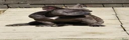 French Bulldog dogs for stud: French Bulldog for stud  - Advert 8