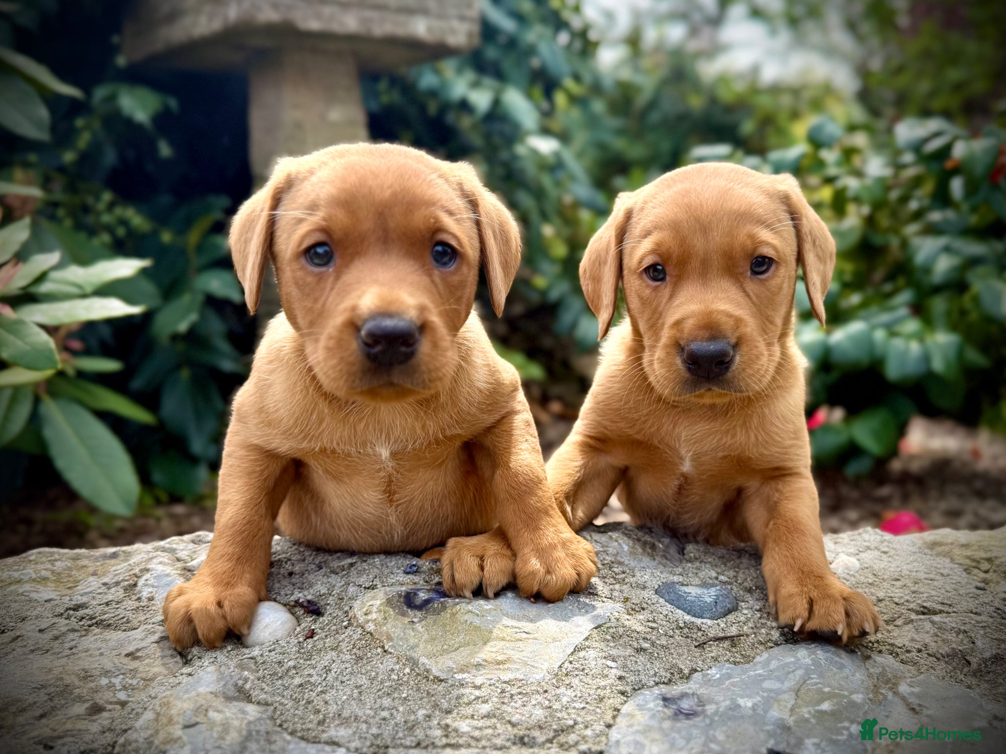 Labrador Retriever dogs KC Registered Fox Red Labrador Puppies - Advert 2