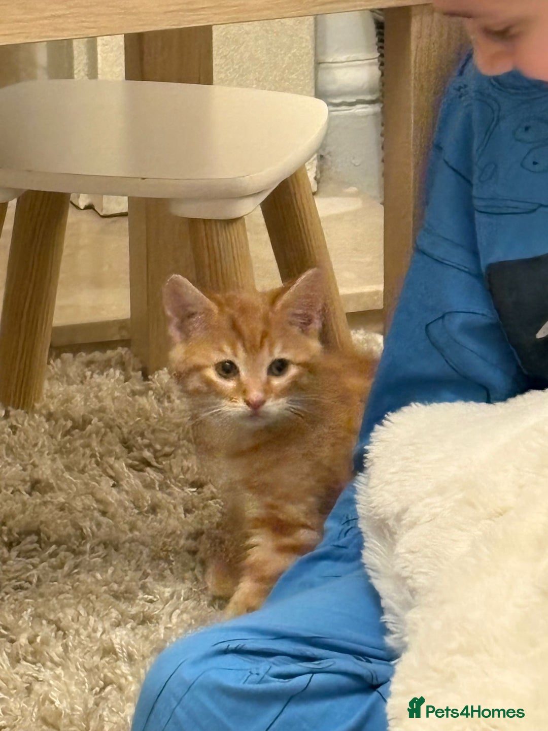Mixed Breed cats for sale: 10 week old male ginger kitten - Advert 3