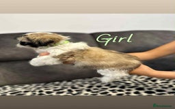 Shih Tzu dogs for sale: 🩷 Beautiful Shitzu Puppies 🩷 - Image 6