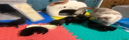 Mixed Breed cats for sale: 8 Beautiful Ragdoll Cross Kittens 🐾 - Advert 7