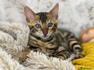 Bengal cats Luxury TICA Bengal kitten - Advert 12