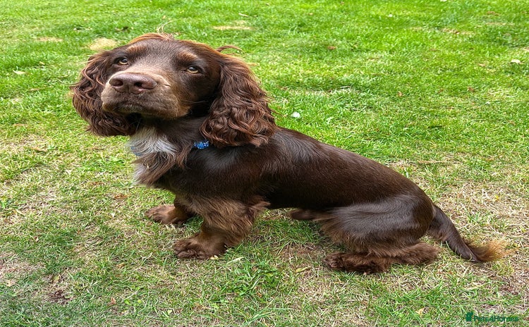 Cocker Spaniel dogs - Advert 8