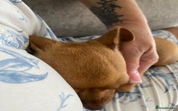 Chihuahua dogs for sale: Beautiful fawn girl 3yrs old - Advert 4