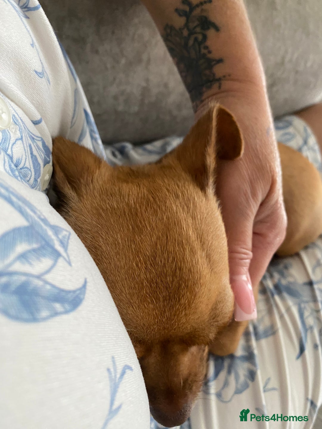 Chihuahua dogs for sale: Beautiful fawn girl 3yrs old - Advert 4