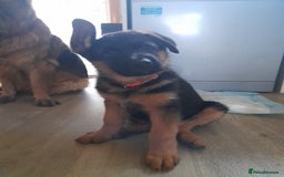 German Shepherd dogs for sale: German Shepherd Puppies for Sale - Image 5