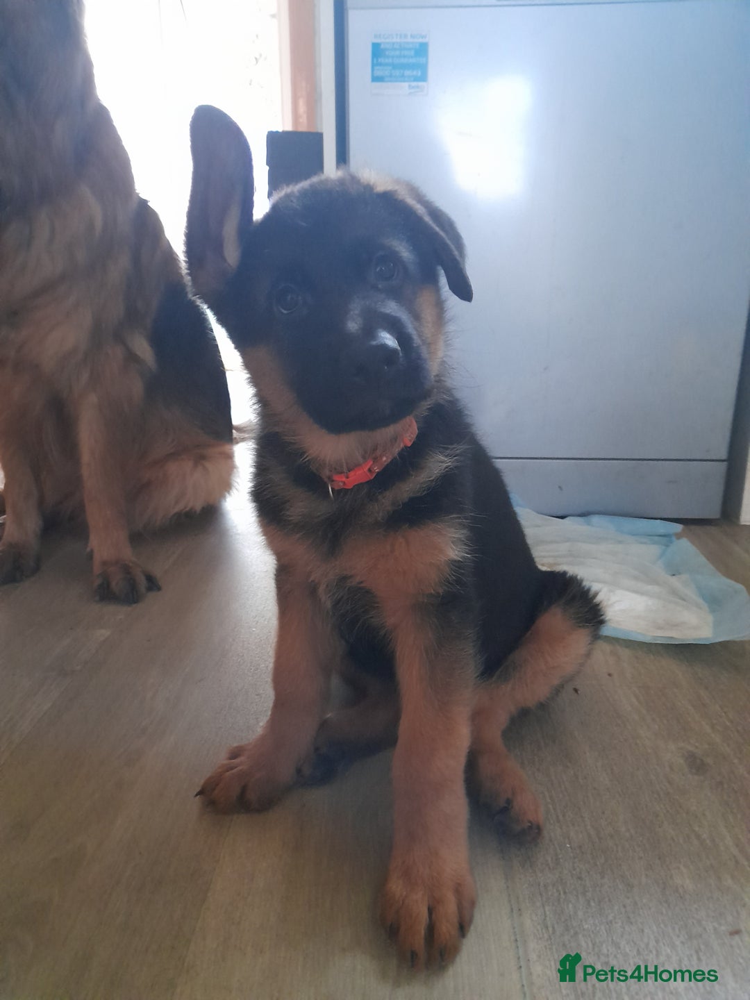 German Shepherd dogs for sale: German Shepherd Puppies for Sale - Image 5