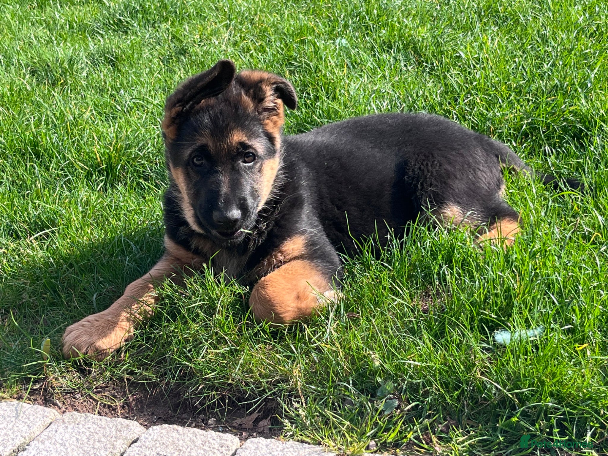 German Shepherd dogs KC reg German shepherd puppies  - Advert 4