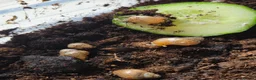 Snails invertebrates for sale: Baby Giant African Land Snails - Advert 2