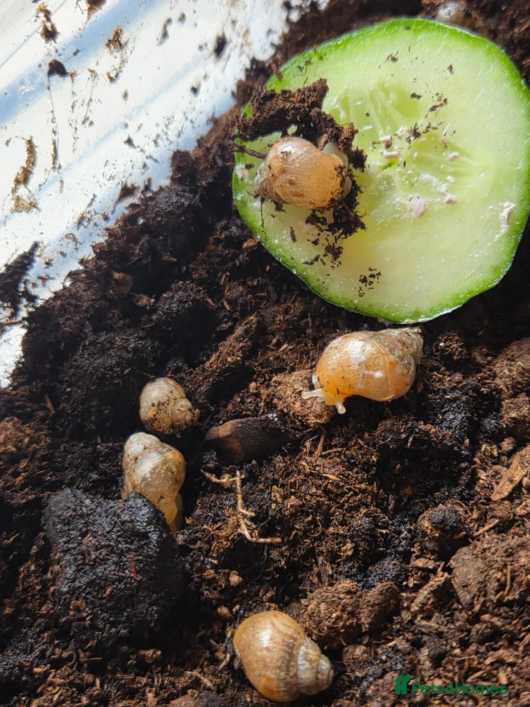 Snails invertebrates for sale: Baby Giant African Land Snails - Advert 2