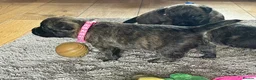 Cairn Terrier dogs for sale: KC pups off Health Tested parents, avail 11th Oct - Advert 20
