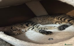 Domestic Shorthair cats for sale: Kittens - Image 23