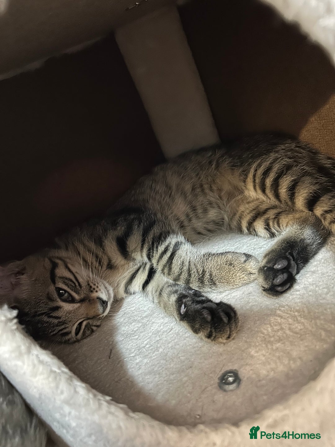 Domestic Shorthair cats for sale: Kittens - Image 23