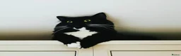 Mixed Breed cats for sale: Playful Maine Coon Mix Needs a Home - Advert 7