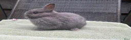 Netherland Dwarf rabbits for sale: 1 male Netherland Dwarf Rabbits available now - Advert 6